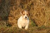 JACK RUSSEL 389